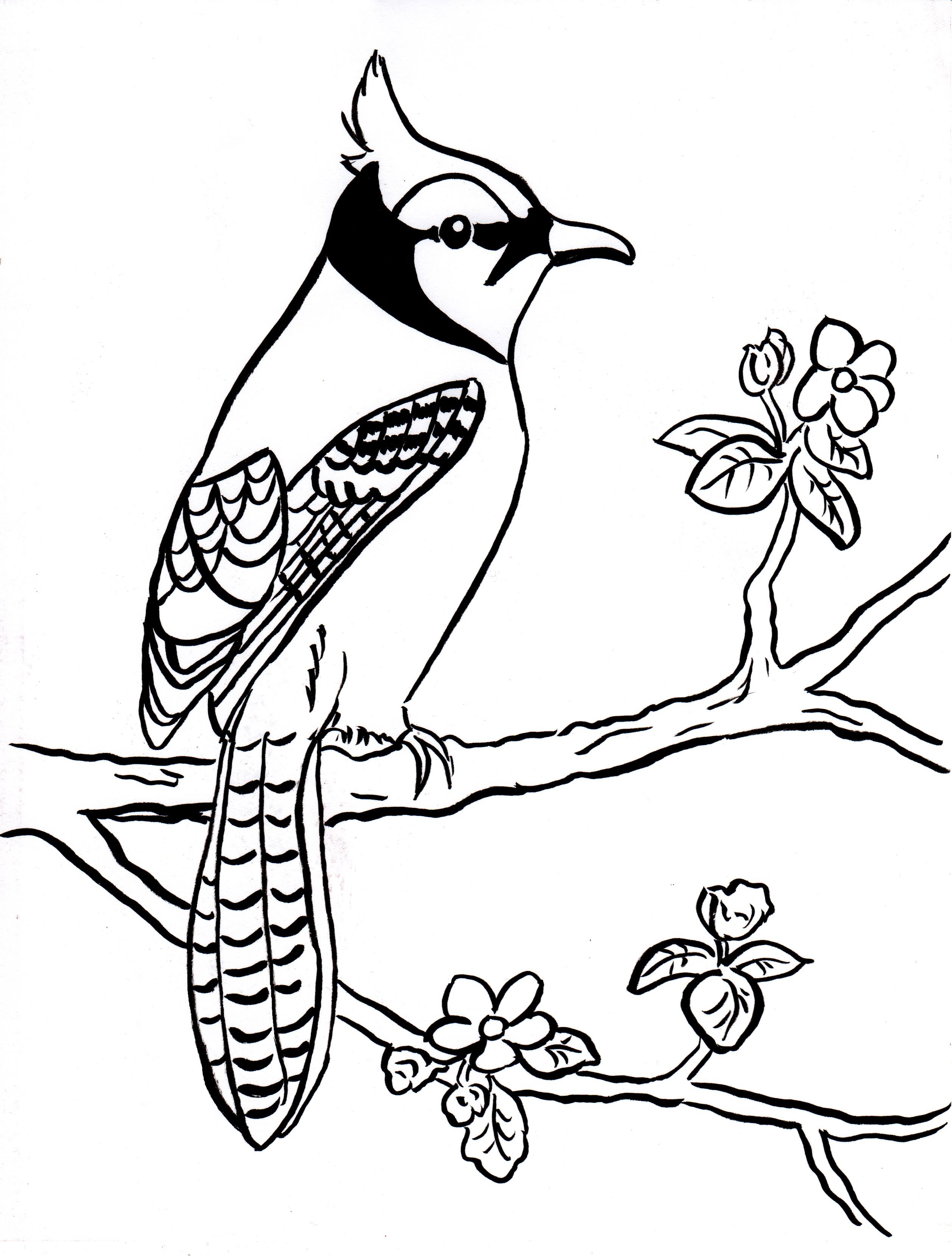 Blue Jay Coloring Page - Samantha Bell