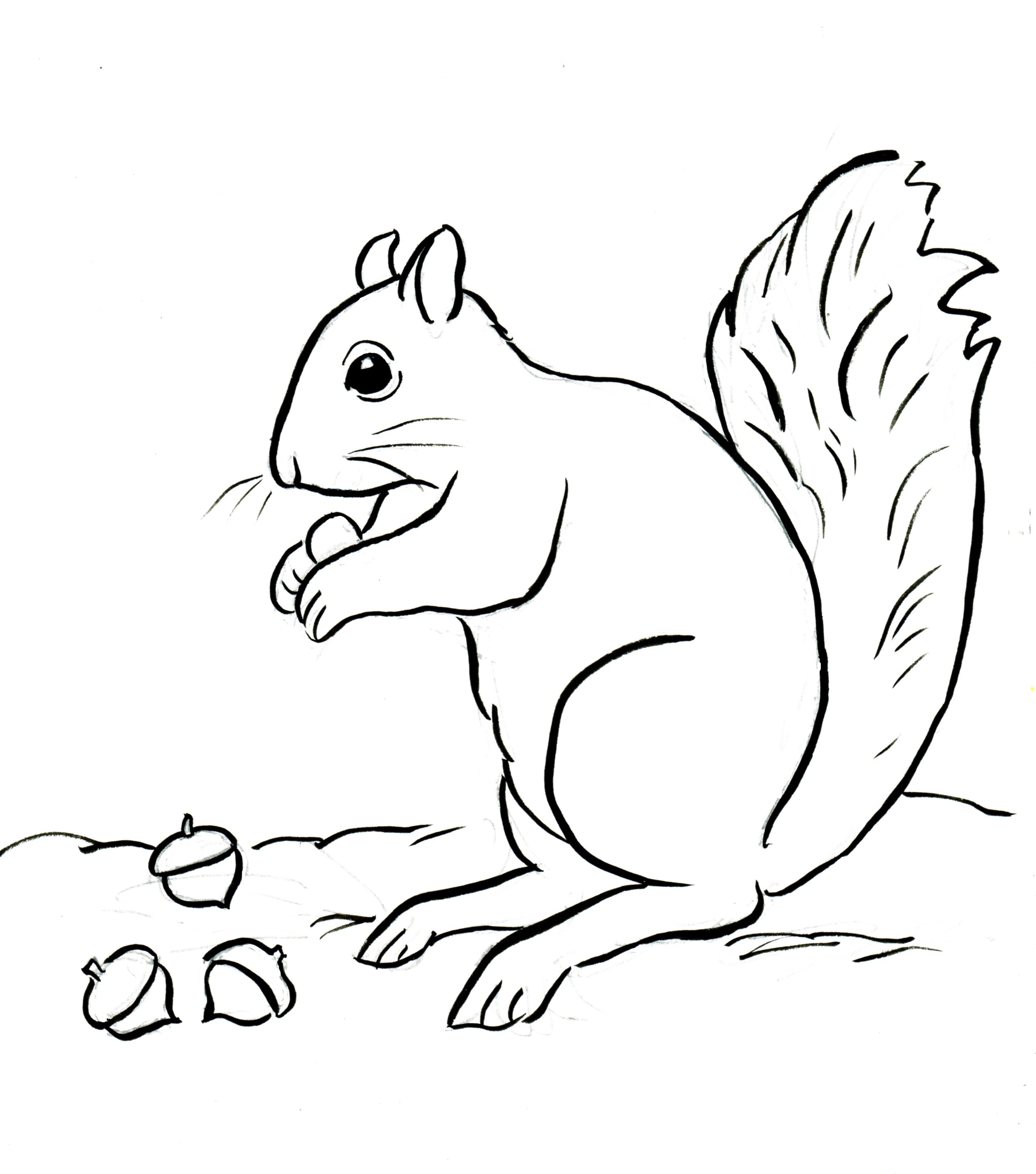 squirrel-coloring-page-samantha-bell