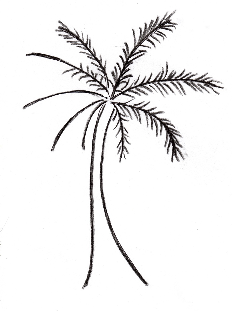 Tree Sketch #02 Single Palm Tree - Apolo Prints - Drawings & Illustration,  Flowers, Plants, & Trees, Trees & Shrubs, Palm Trees - ArtPal
