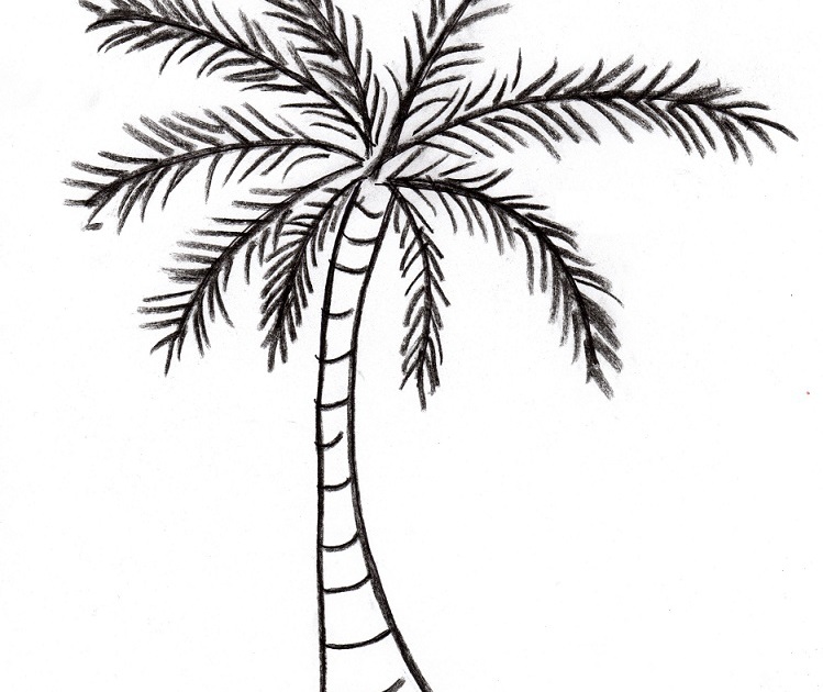 Palm Tree Drawing - Art Starts for Kids