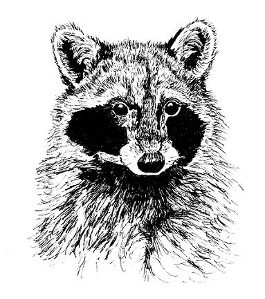 Raccoon In Pen 