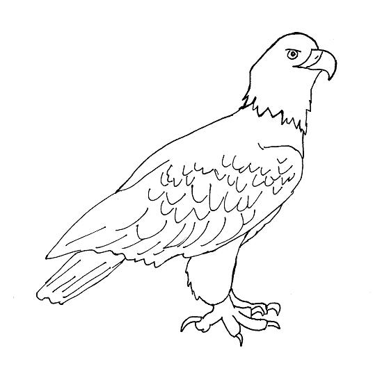 Eagle Colouring Image | Free Colouring Book for Children – Monkey Pen Store