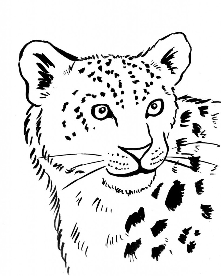 Snow Leopard Coloring Page Art Starts for Kids