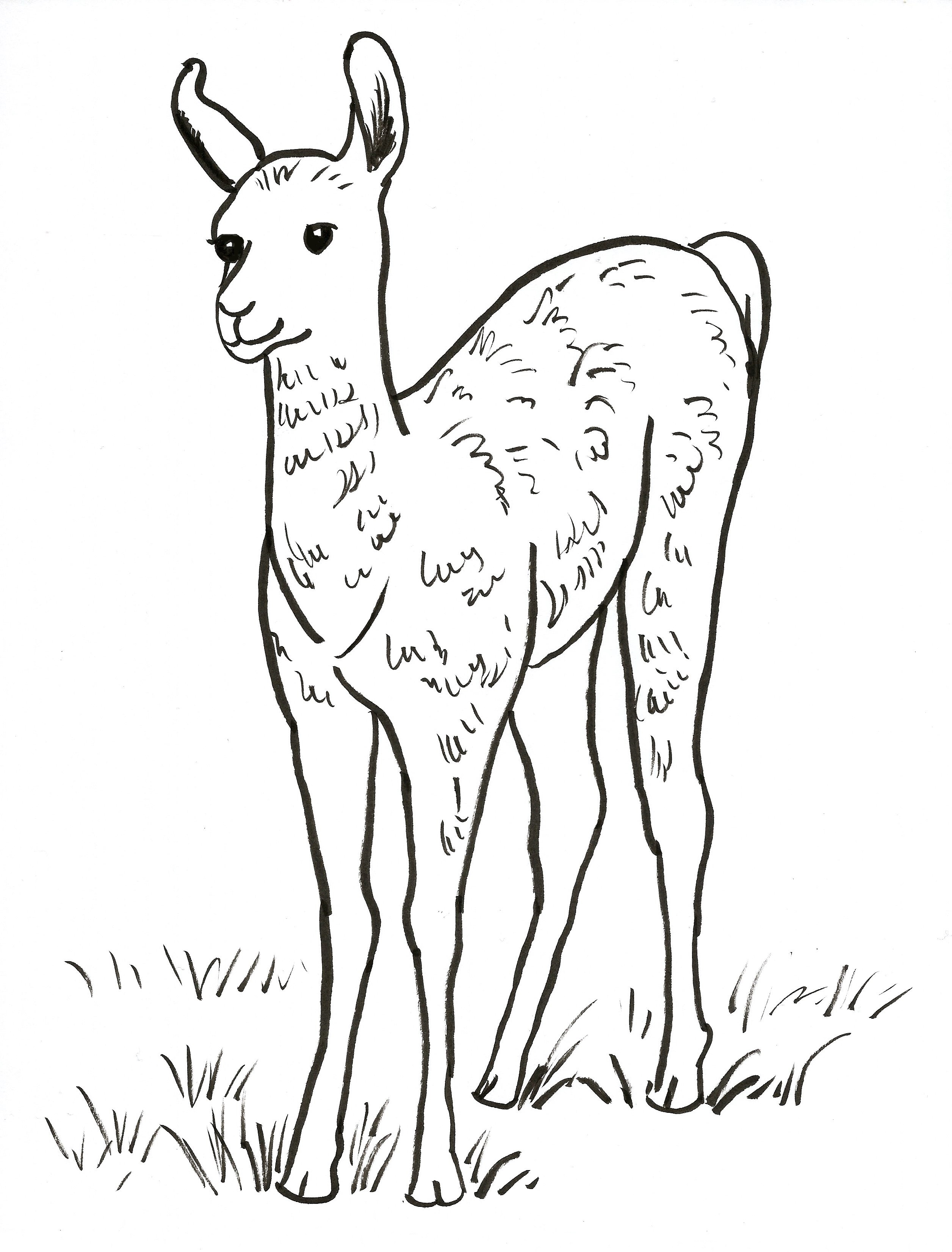 Free Printable Llama Coloring Pages Printable Word Searches