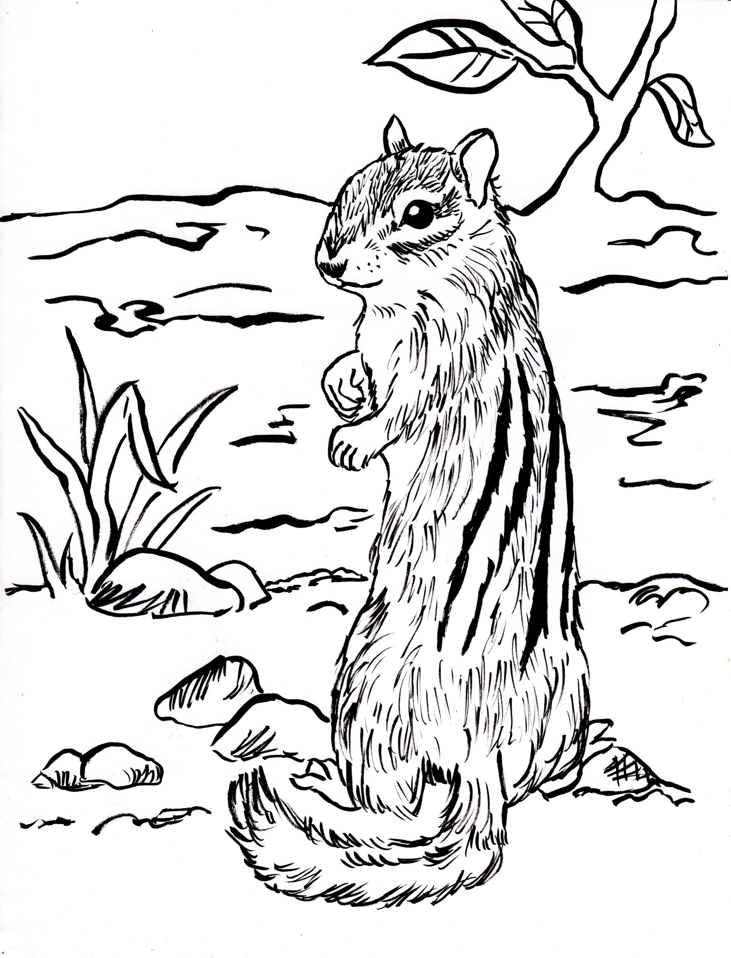 Chipmunk Coloring Page Art Starts