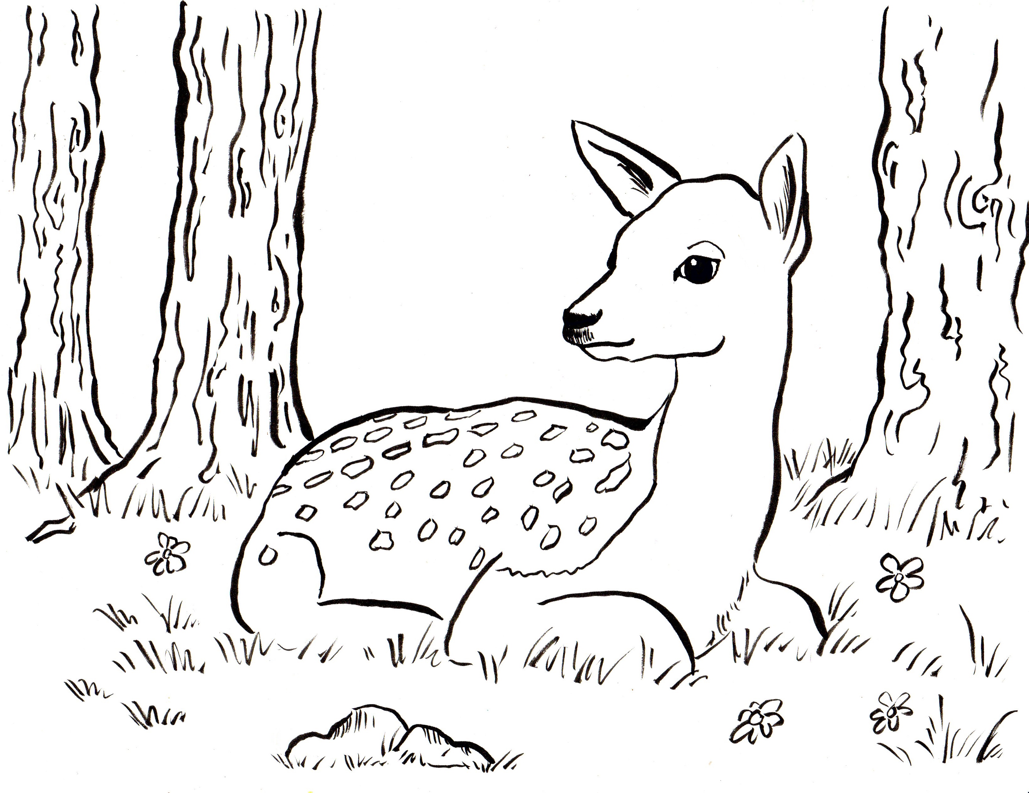 Fawn Coloring Page - Art Starts