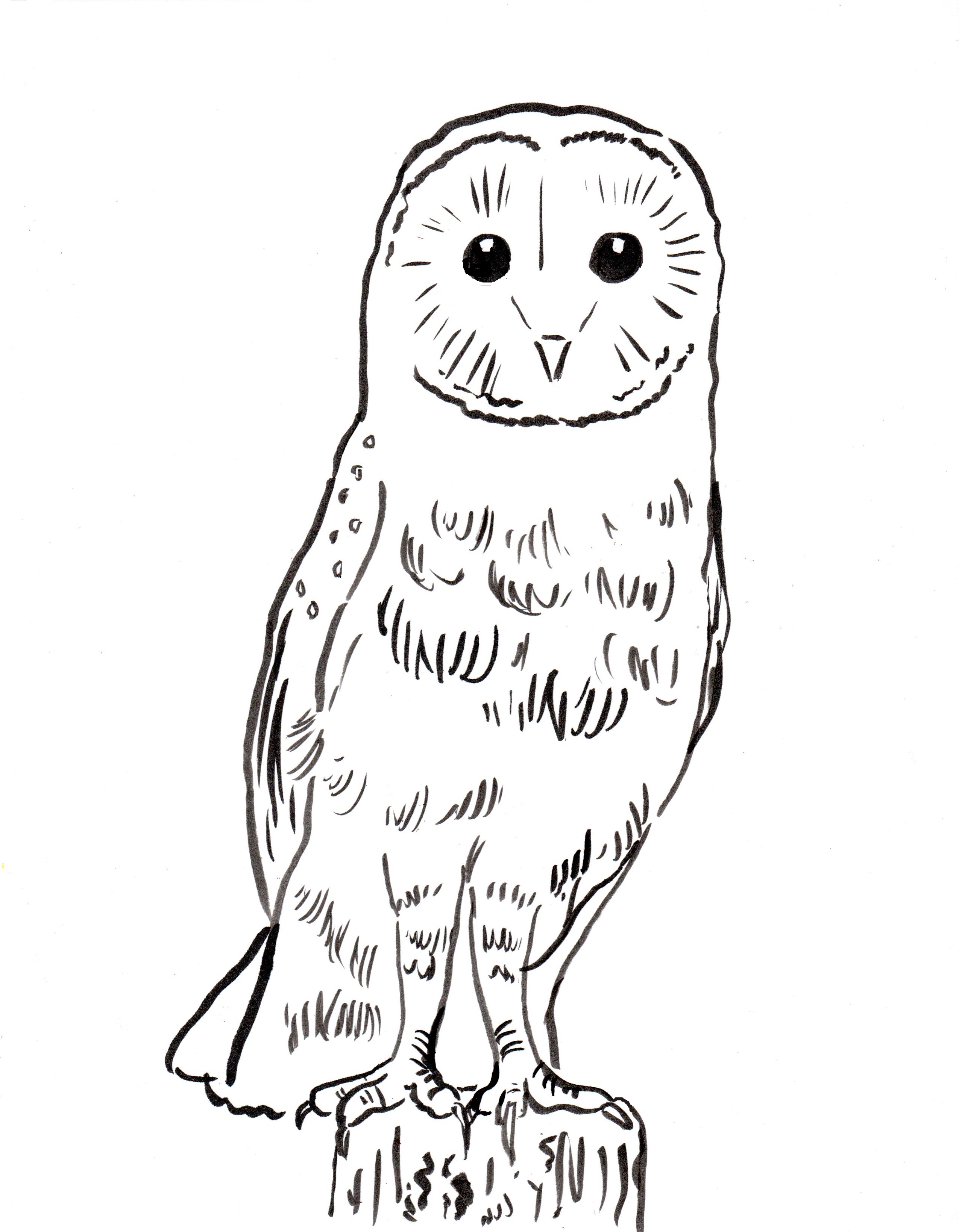 Download Barn Owl Coloring Page - Art Starts