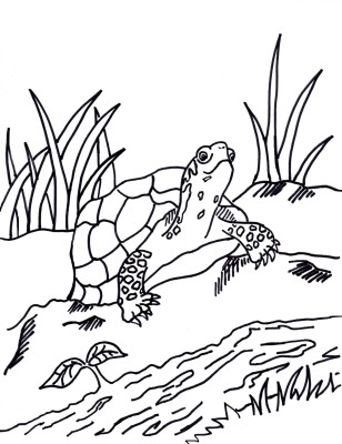 Box Turtle Coloring Page | Art Starts