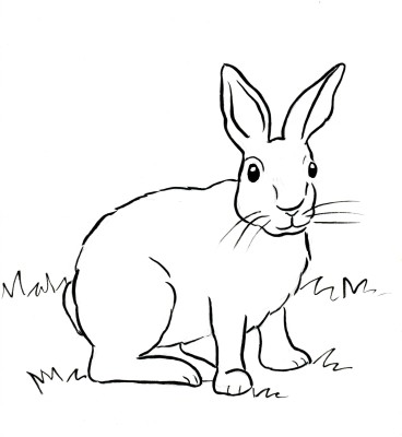 Cottontail Rabbit Coloring Page | Art Starts