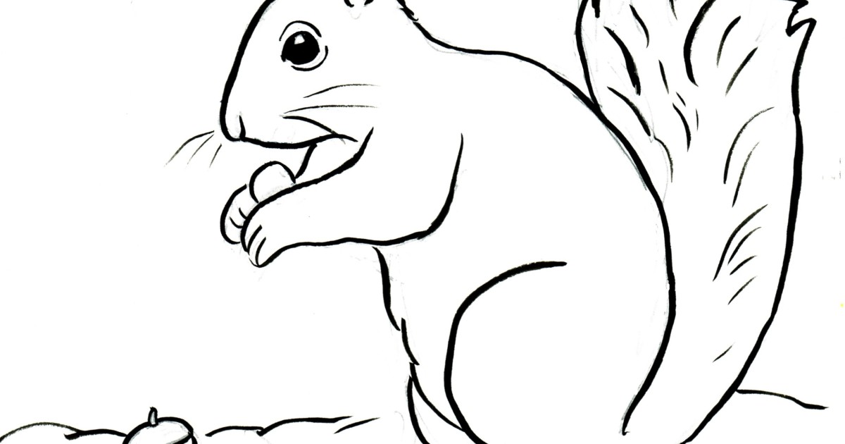 Squirrel Coloring Page Art Starts