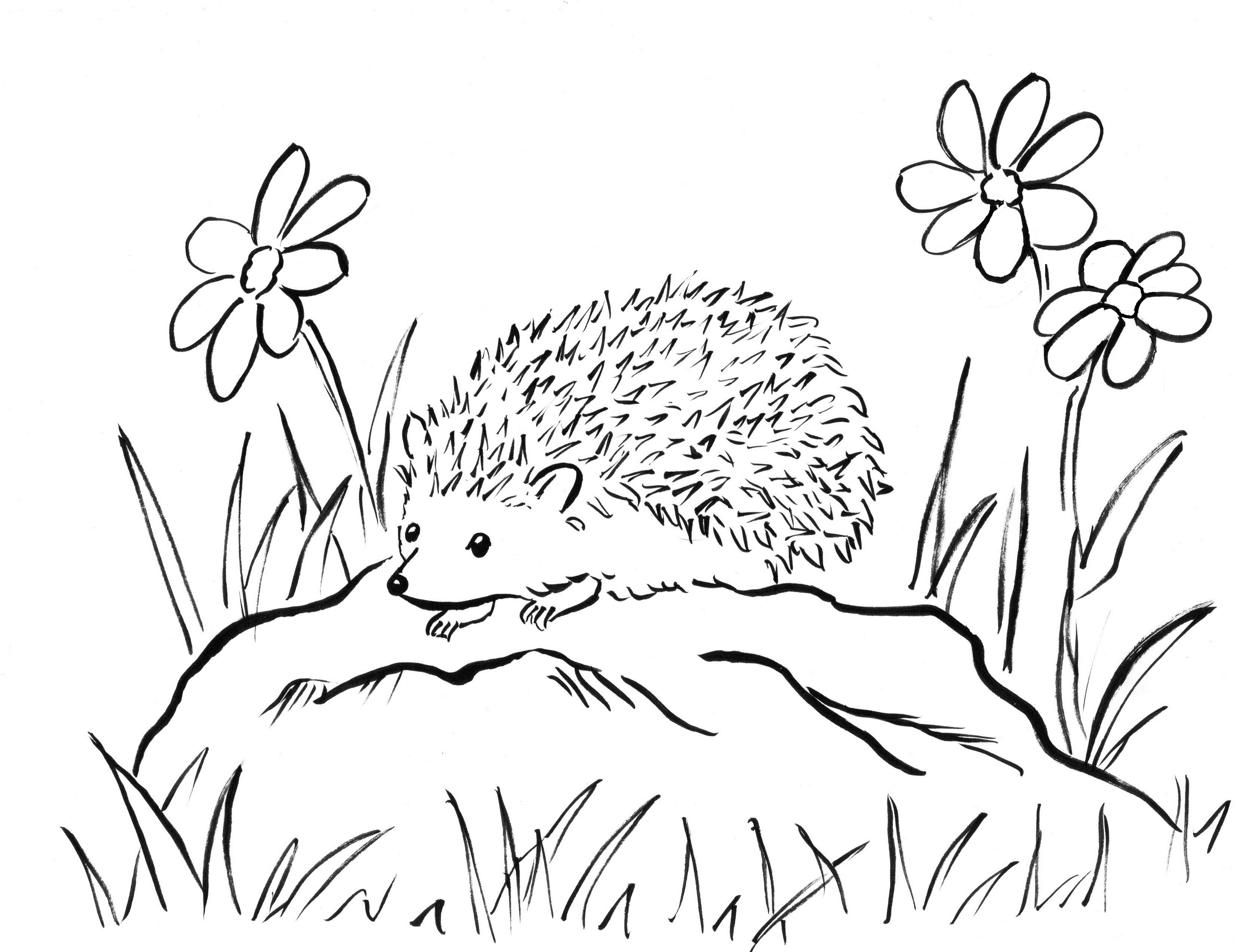 free hedgehog coloring pages printable