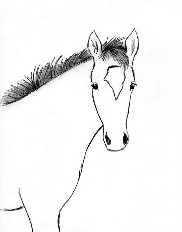 steps to a horse sketch