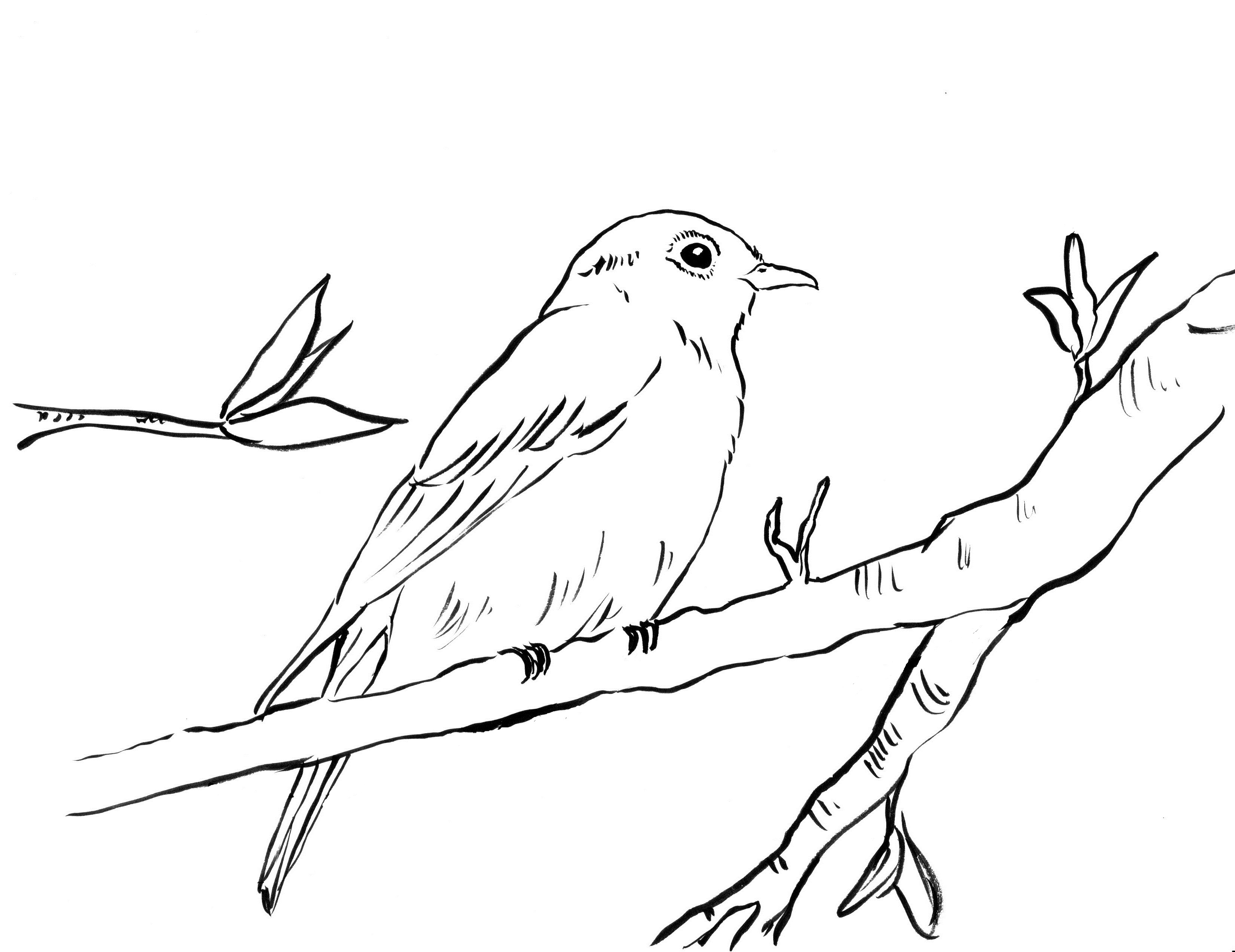 Download Bluebird Coloring Page - Art Starts