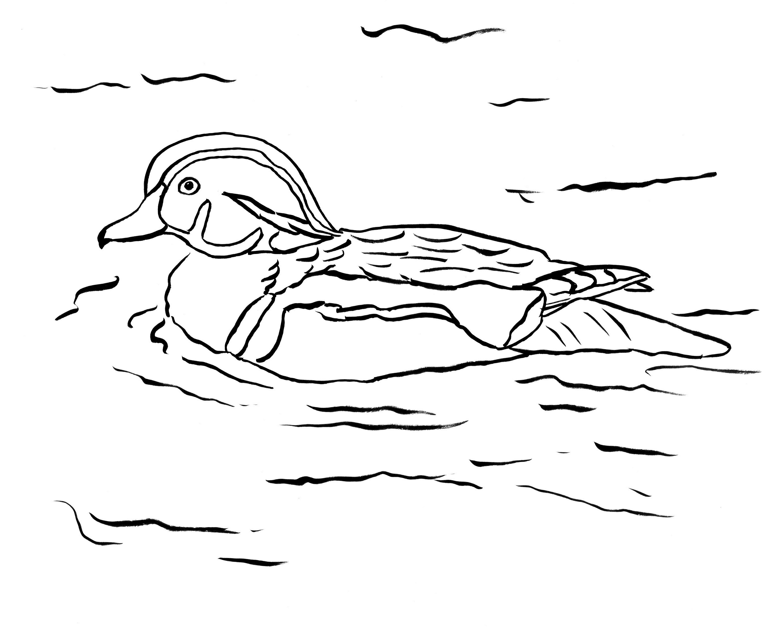 Wood Duck Coloring Page - Art Starts for Kids