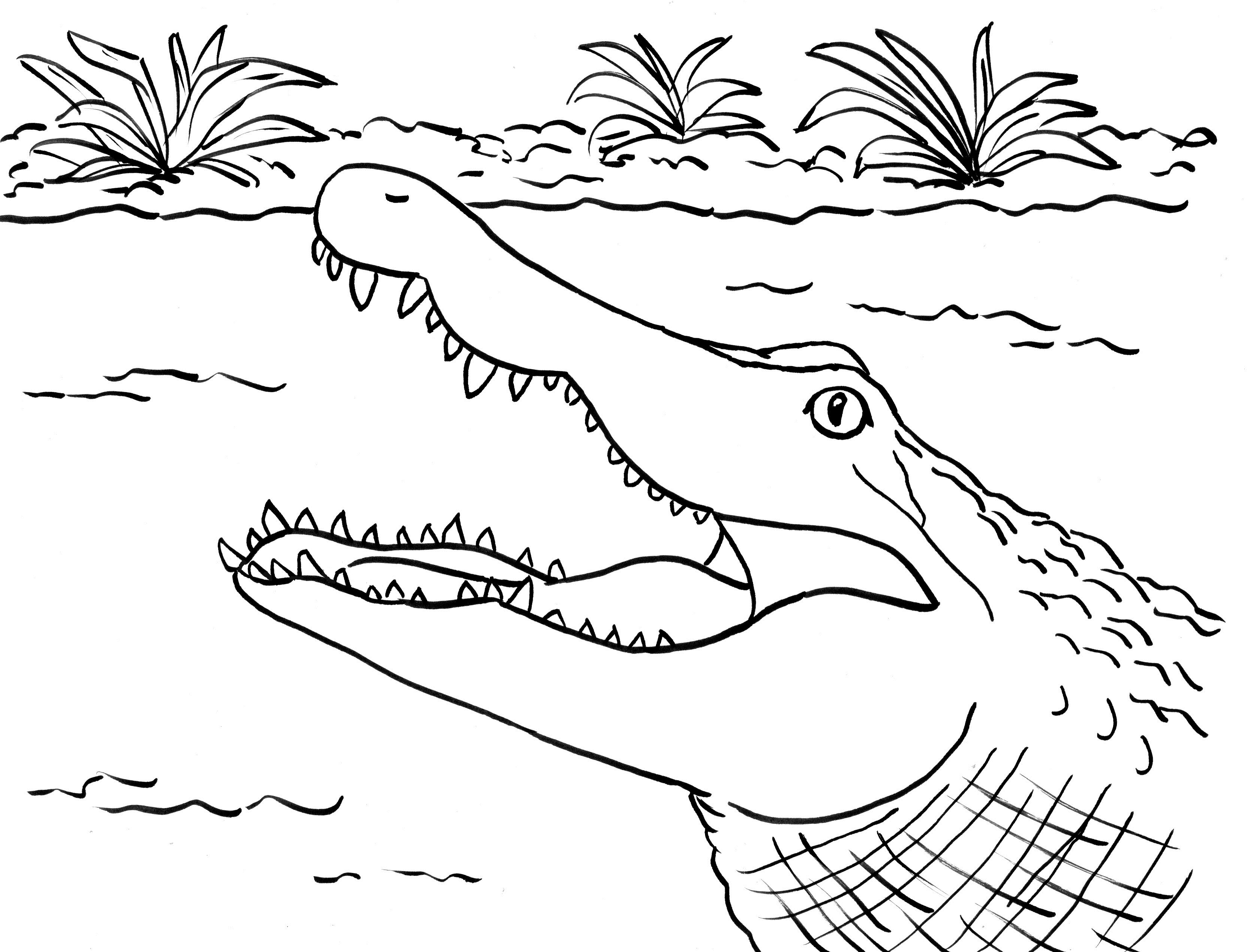 Printable Alligator Coloring Pages