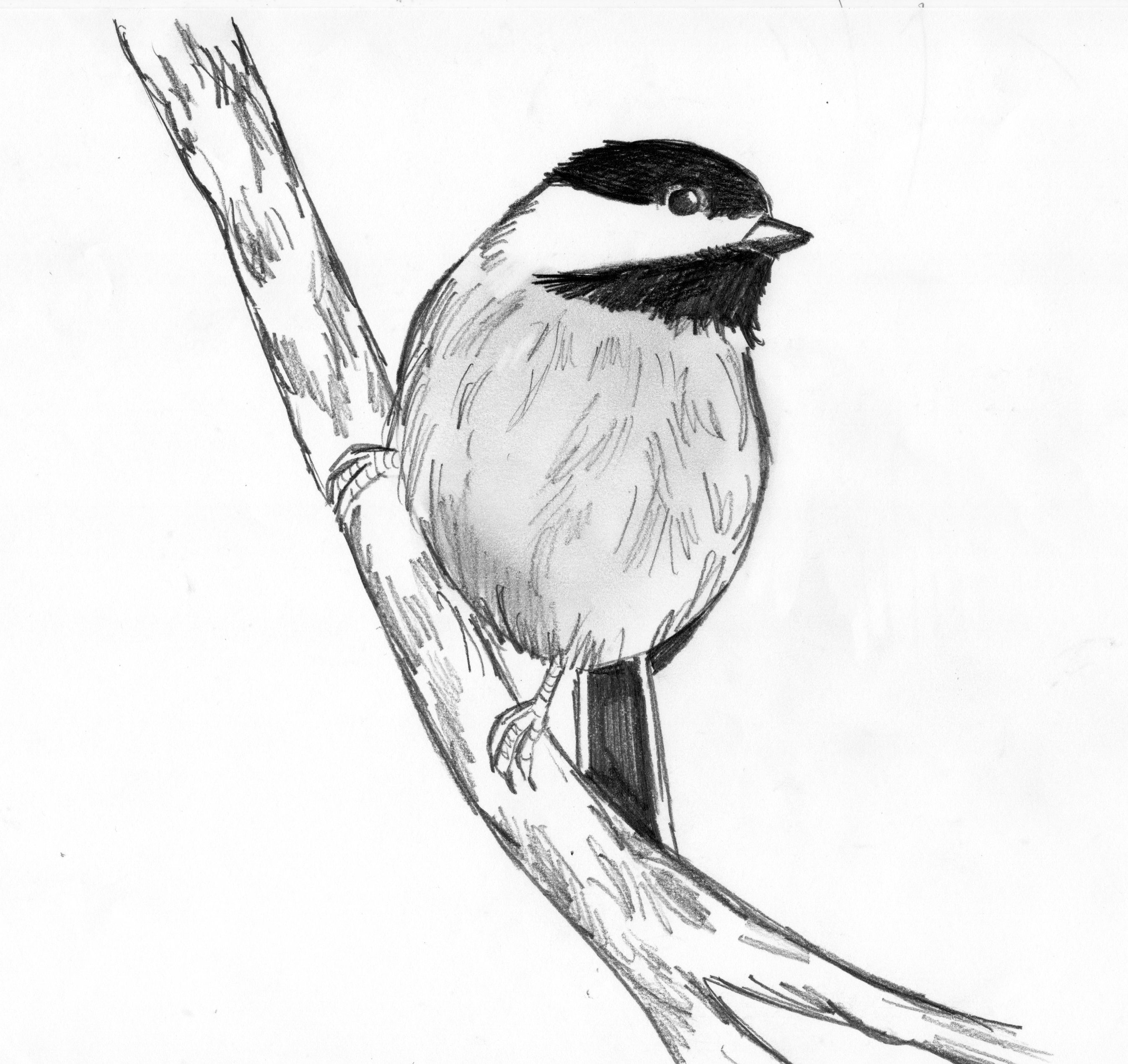 An attempt to draw a bird from an image I saw online. What can be