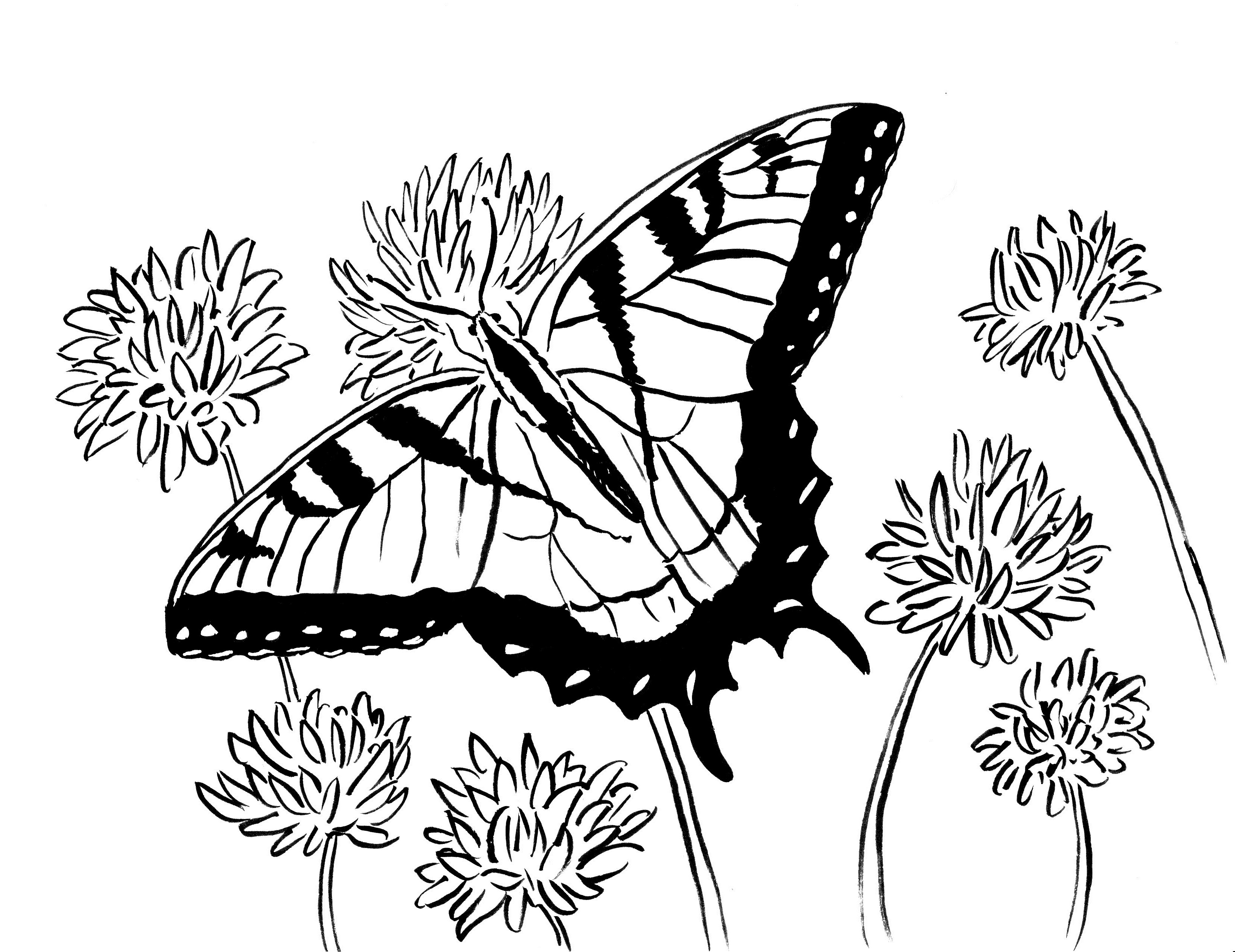 swallowtail-butterfly-coloring-page-art-starts