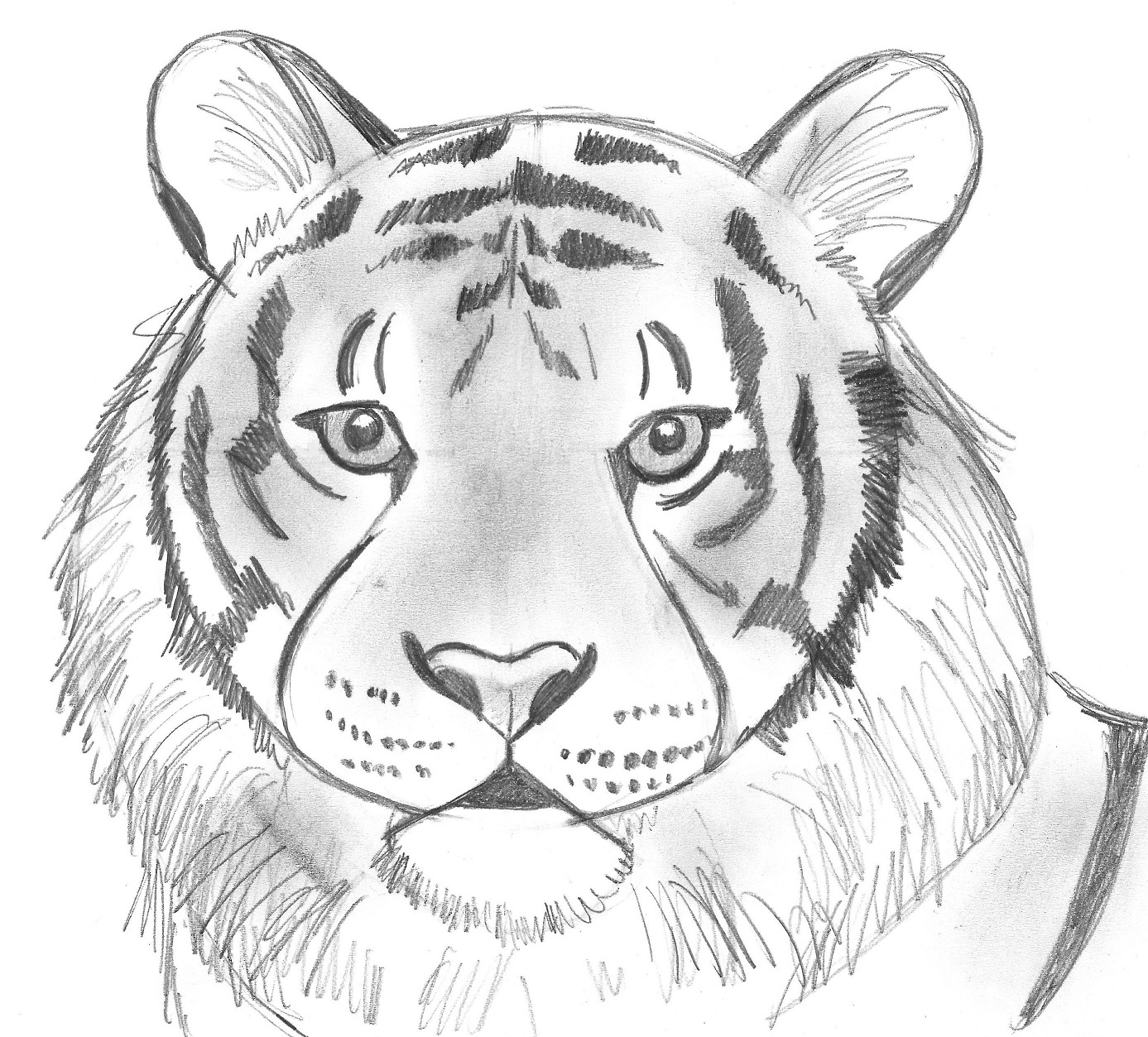 Tiger Deer Wildlife Drawing, stripes, white, mammal, animals png | PNGWing