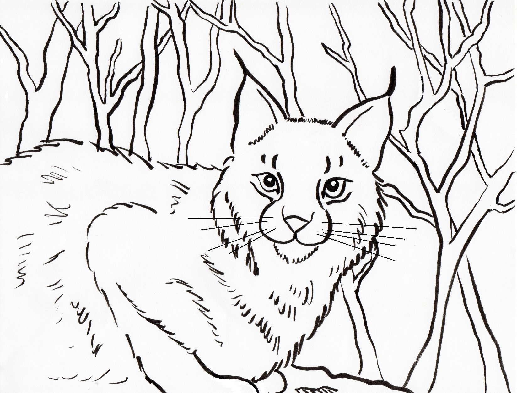 Bobcat Tractor Coloring Pages Printable Coloring Pages