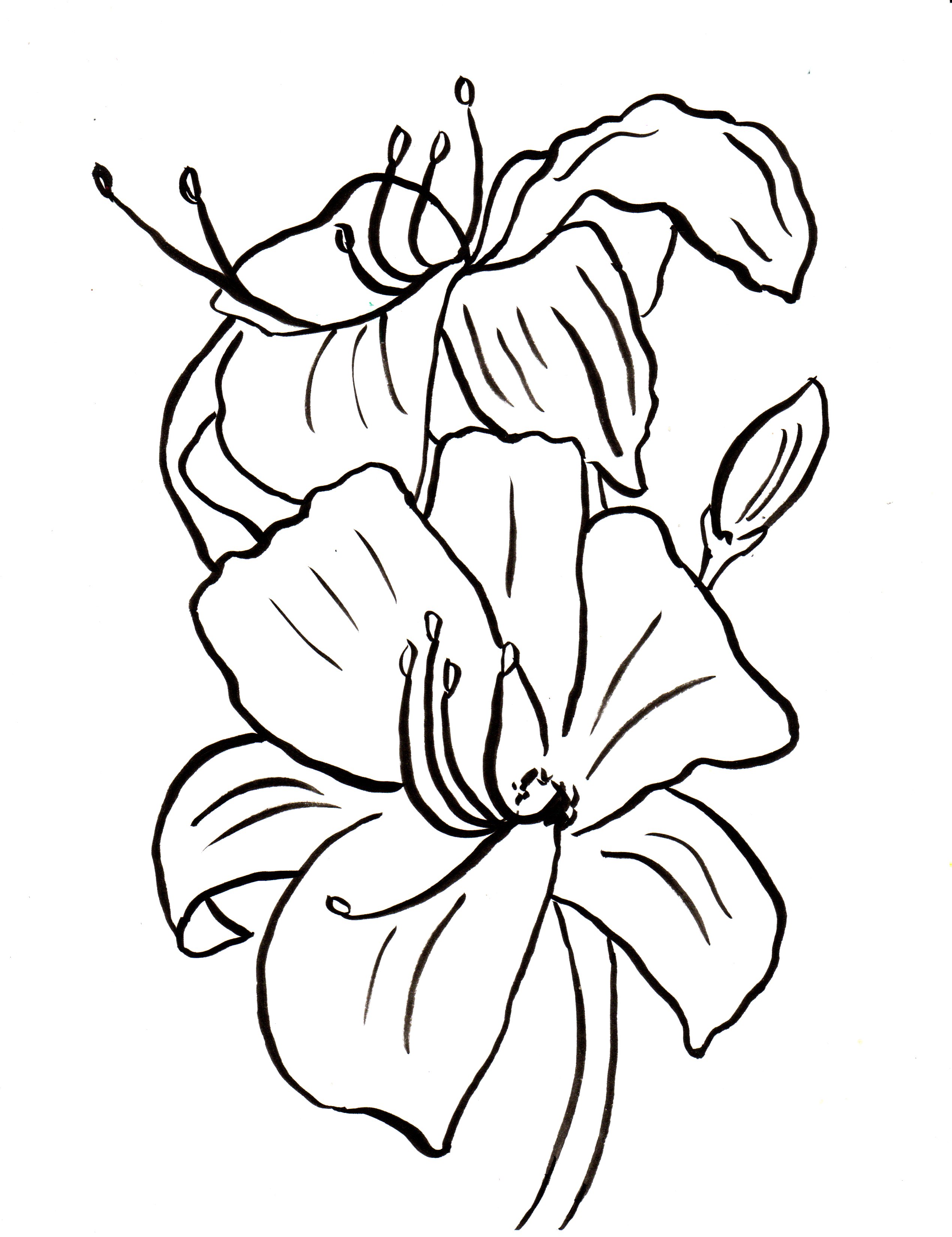 Cute Lily Flower Coloring Pages for Kindergarten