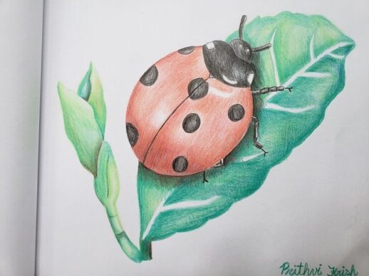 Ladybug - Art Starts