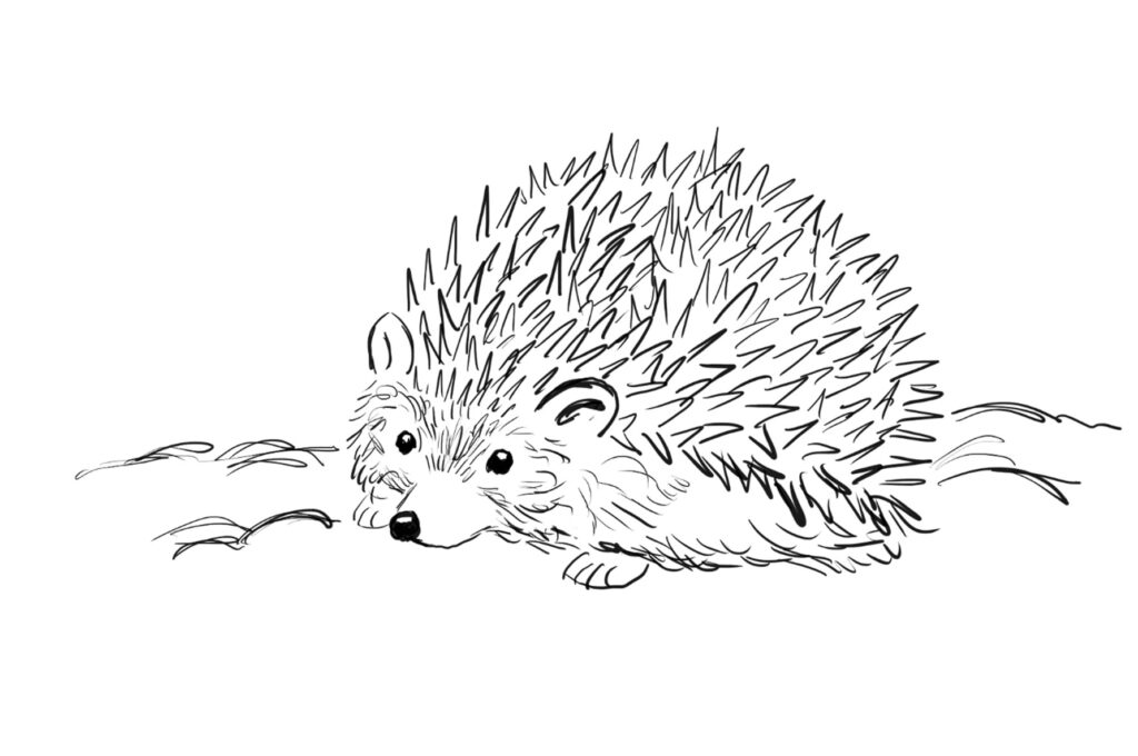 Draw a Hedgehog Step by Step | Art Starts