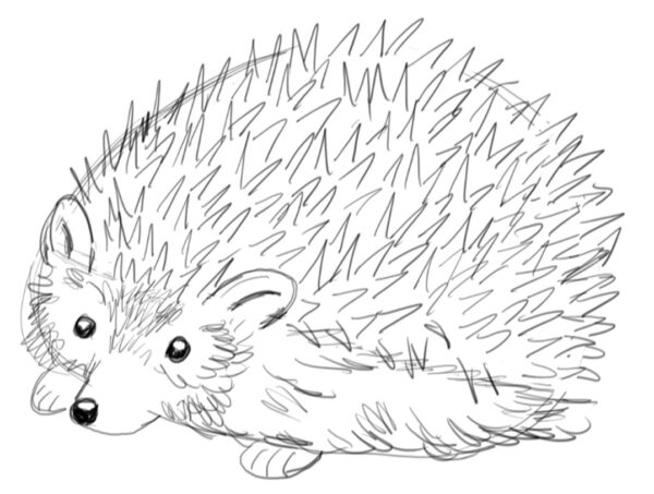 Draw a Hedgehog Step by Step - Art Starts